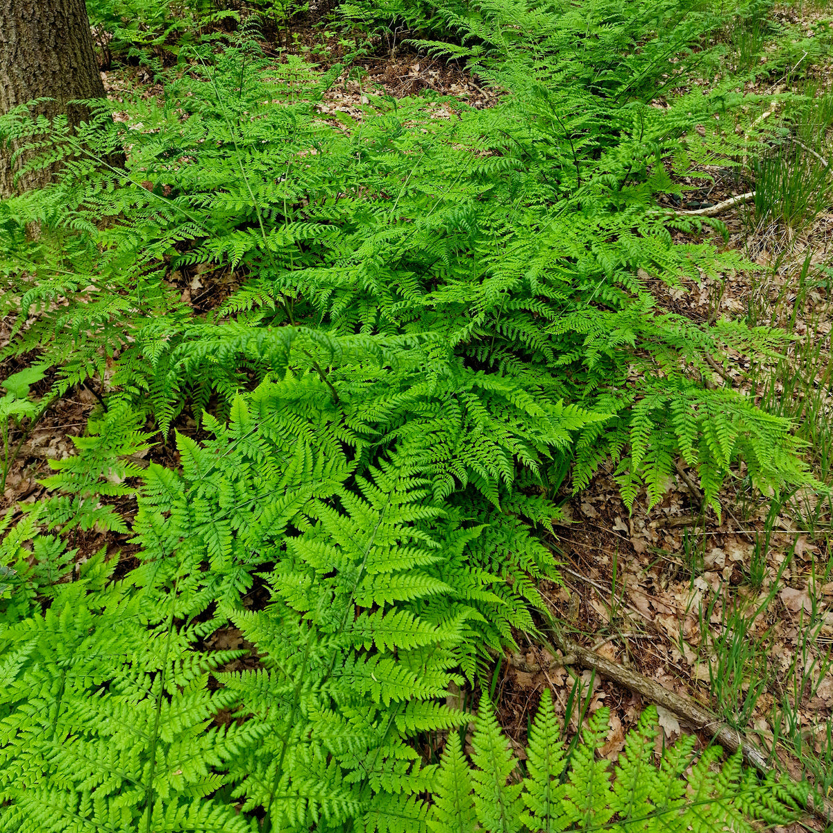 Fougère dilatée - Dryopteris dilatata - Willemse