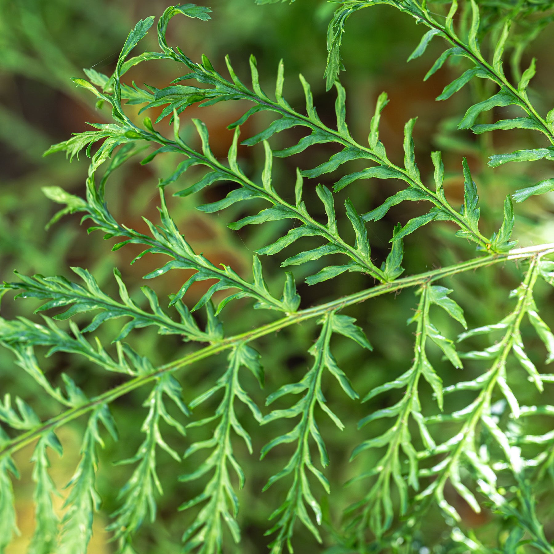 Fougère mâle Linearis Polydactyla - Willemse