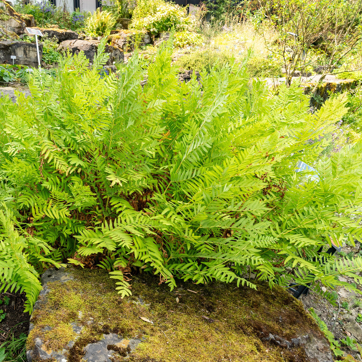 Osmonde royale - Osmunda regalis - Willemse