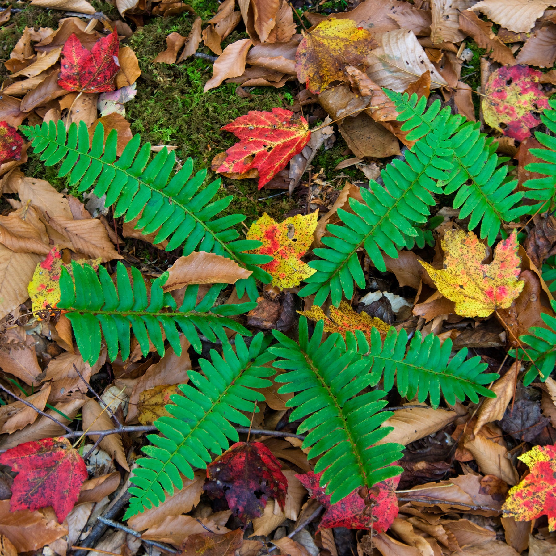 Fougère de Noël - Polystichum acrostichoides - Willemse