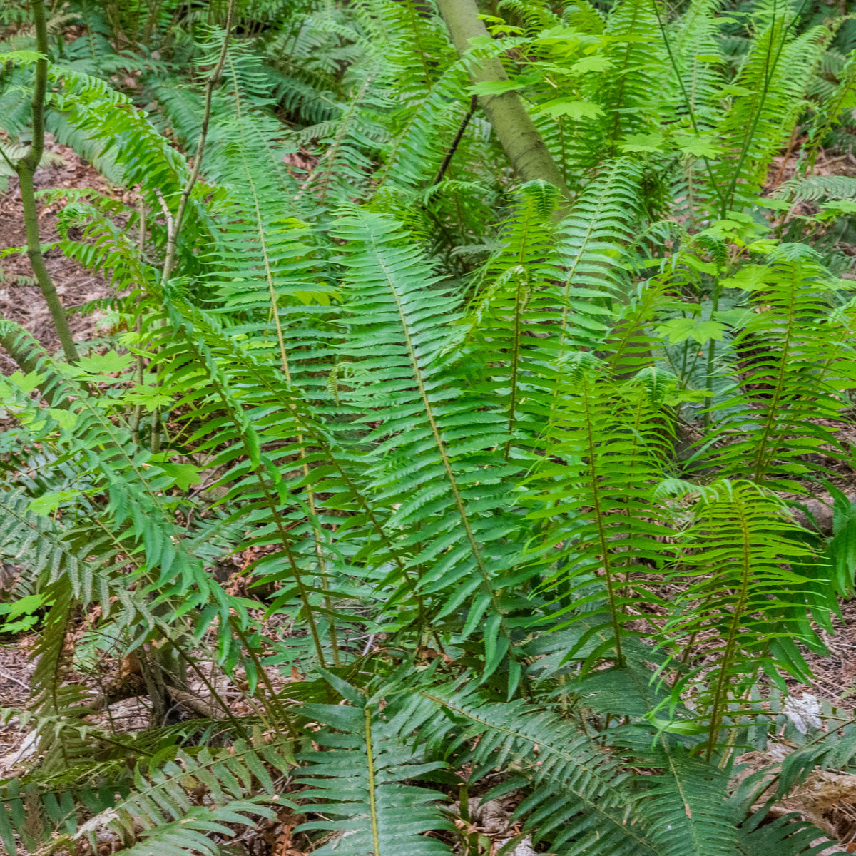 Polystic - Fougère - Polystichum munitum - Willemse