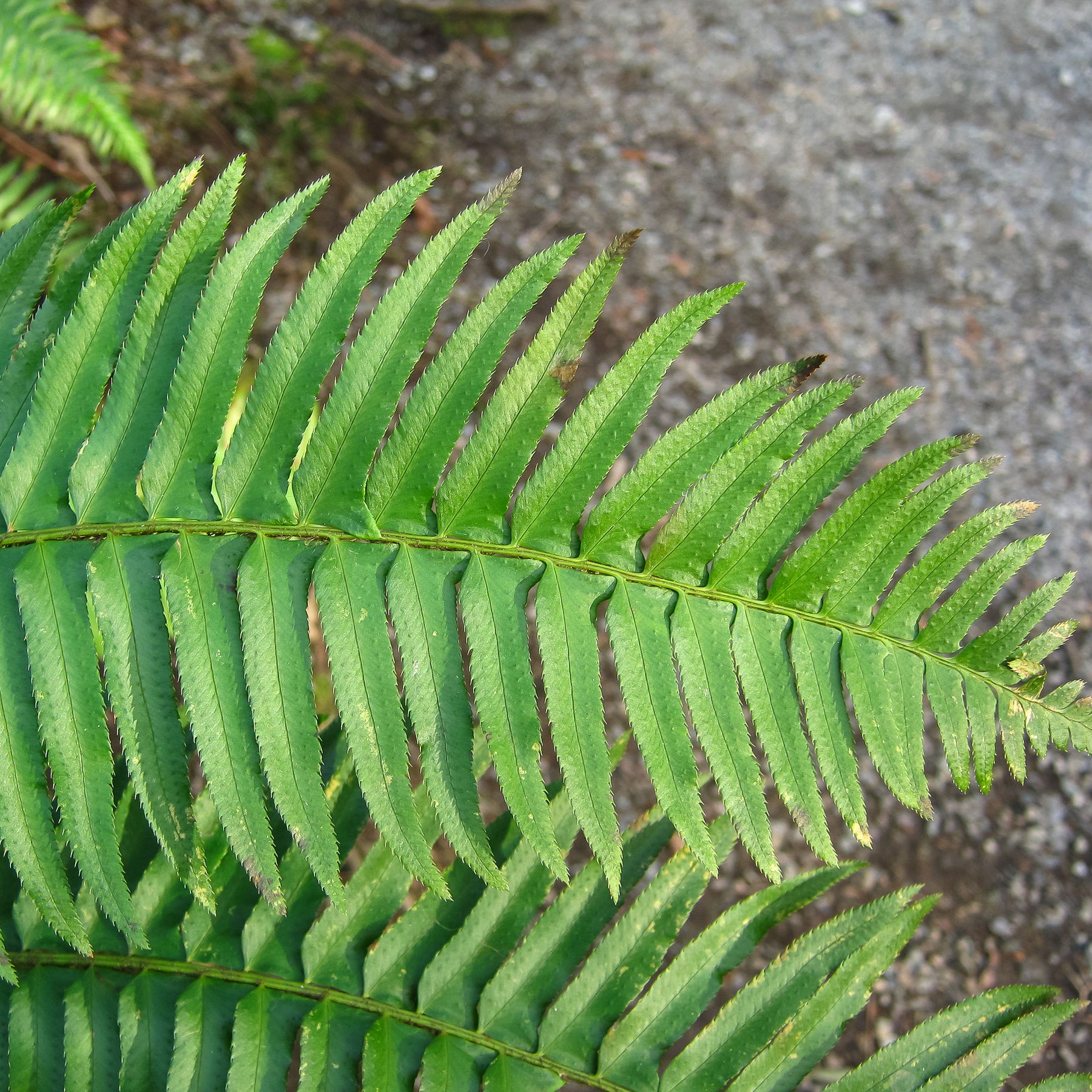 Polystichum munitum - Polystic - Fougère - Fougères
