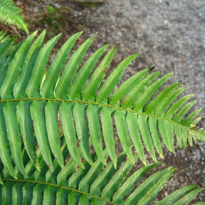 Polystichum munitum - Polystic - Fougère - Fougères