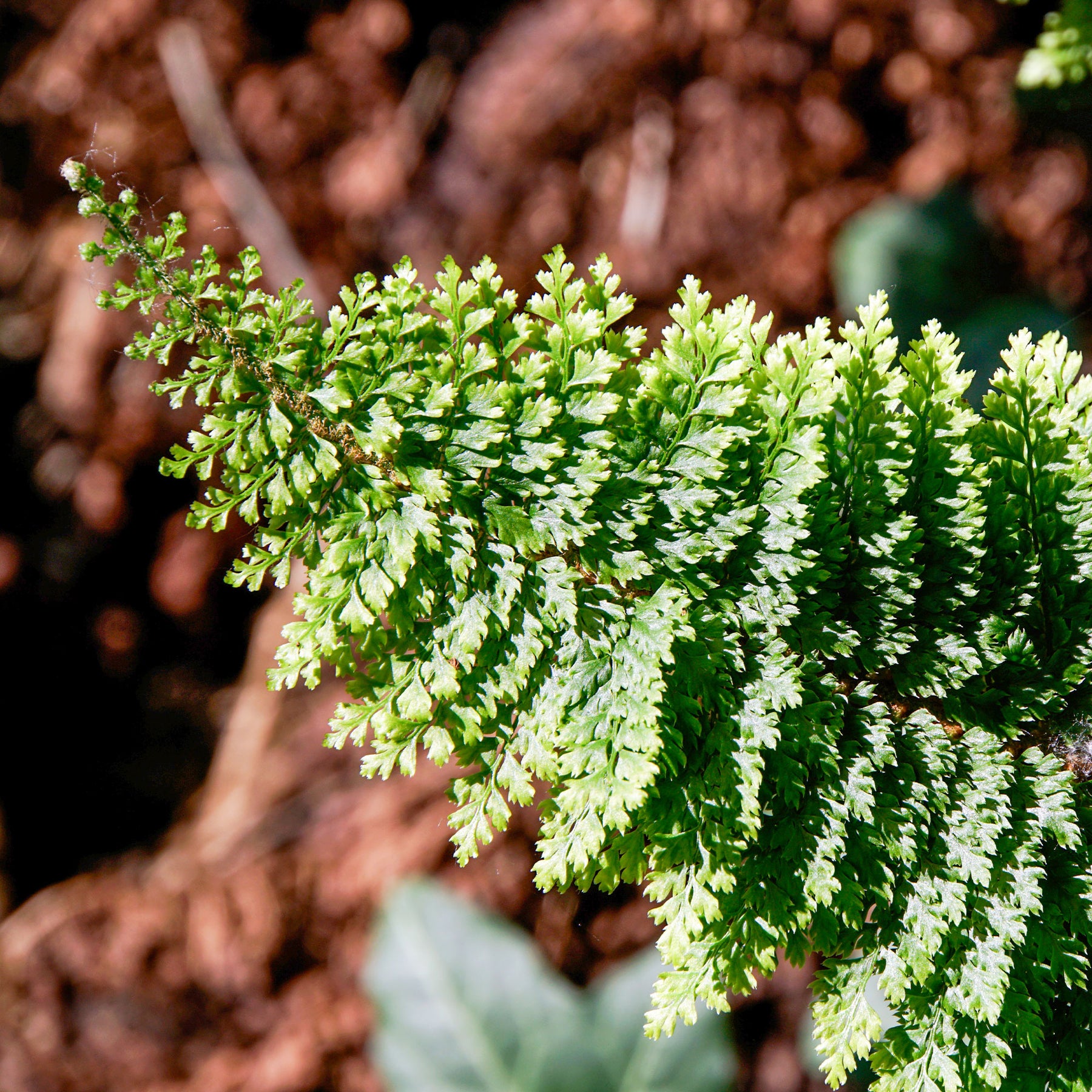 Polystichum setiferum plumoso-densum - Polystic à cils raides Plumosum Densum - Fougère - Fougères