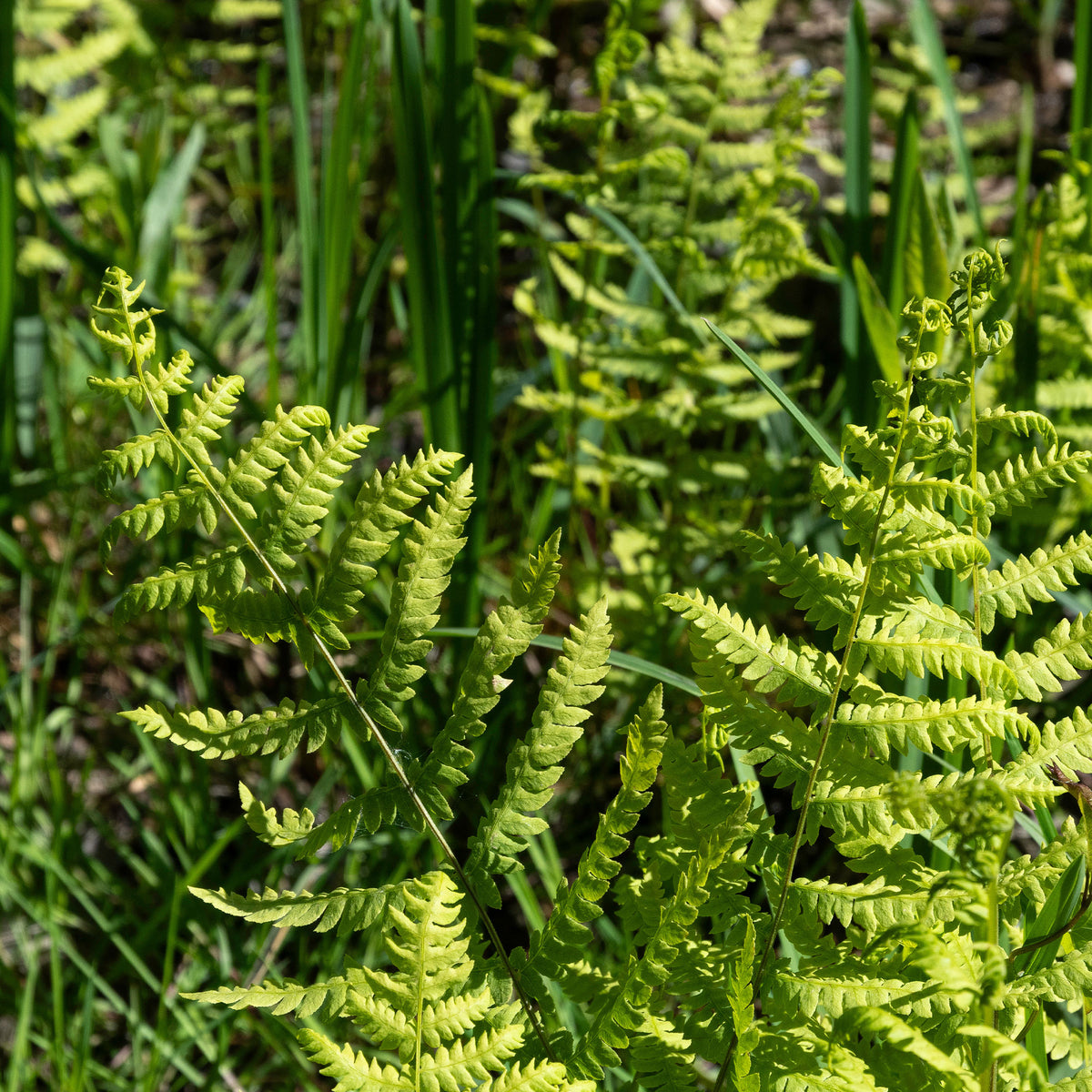 Fougère des marais - Thelypteris palustris - Willemse