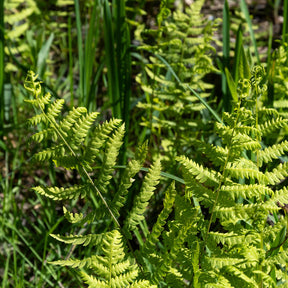 Fougère des marais - Thelypteris palustris - Willemse