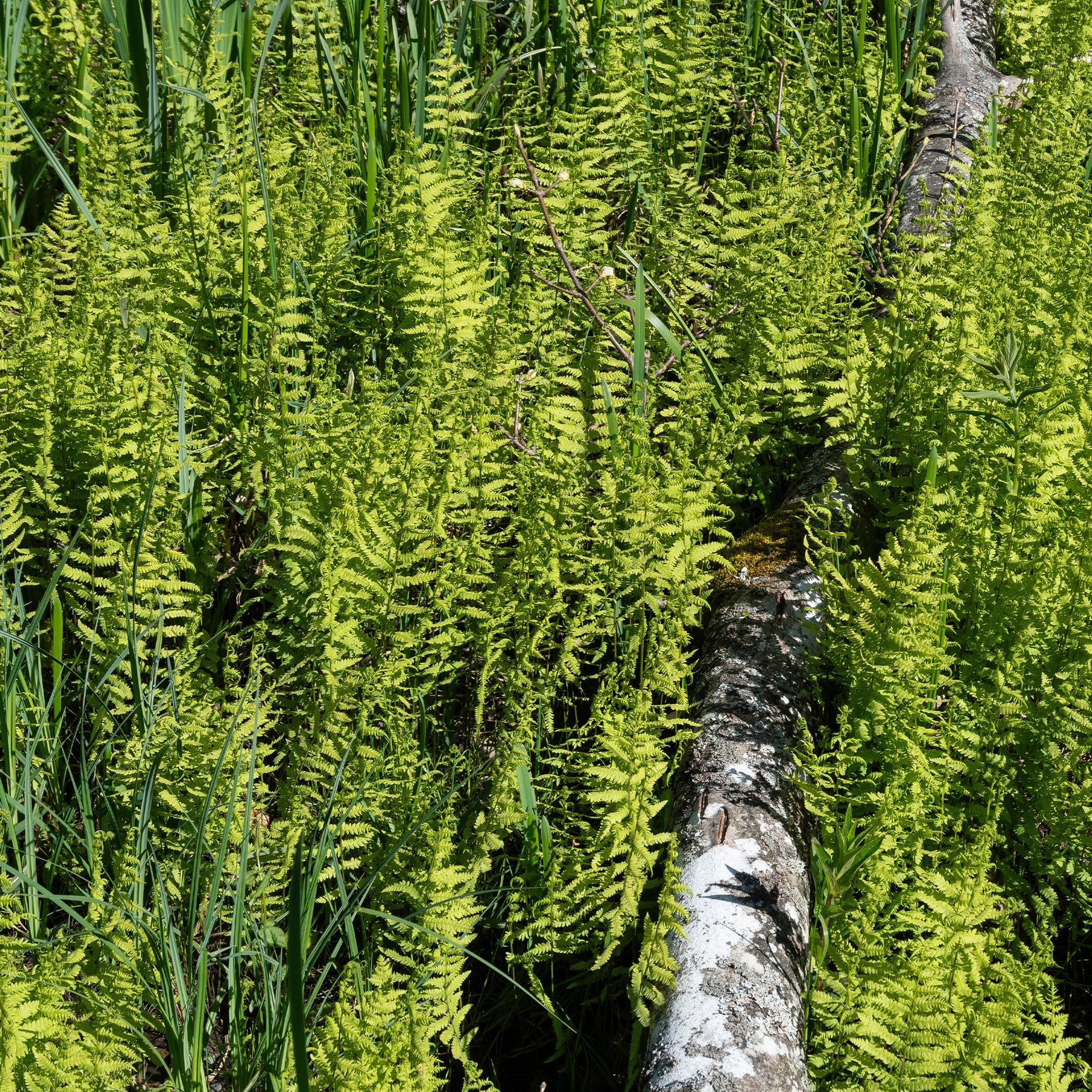 Thelypteris palustris - Fougère des marais - Fougères