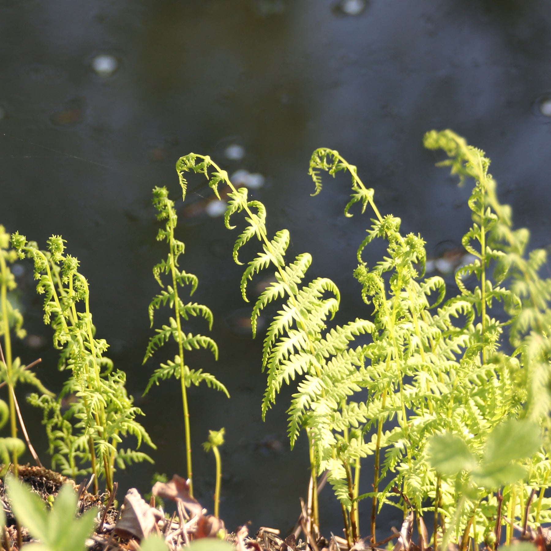 Fougères - Fougère des marais - Thelypteris palustris