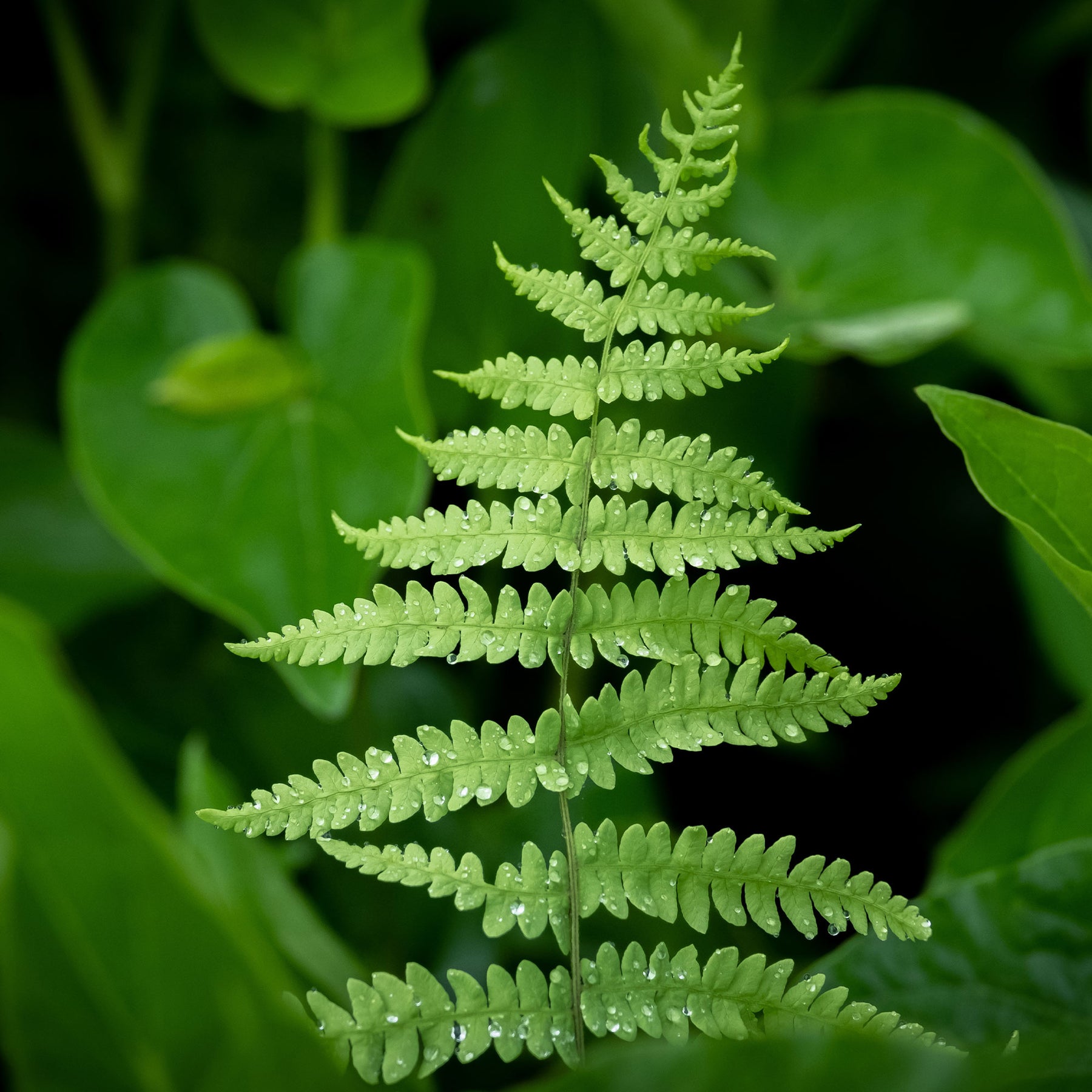 Vente Fougère des marais - Thelypteris palustris
