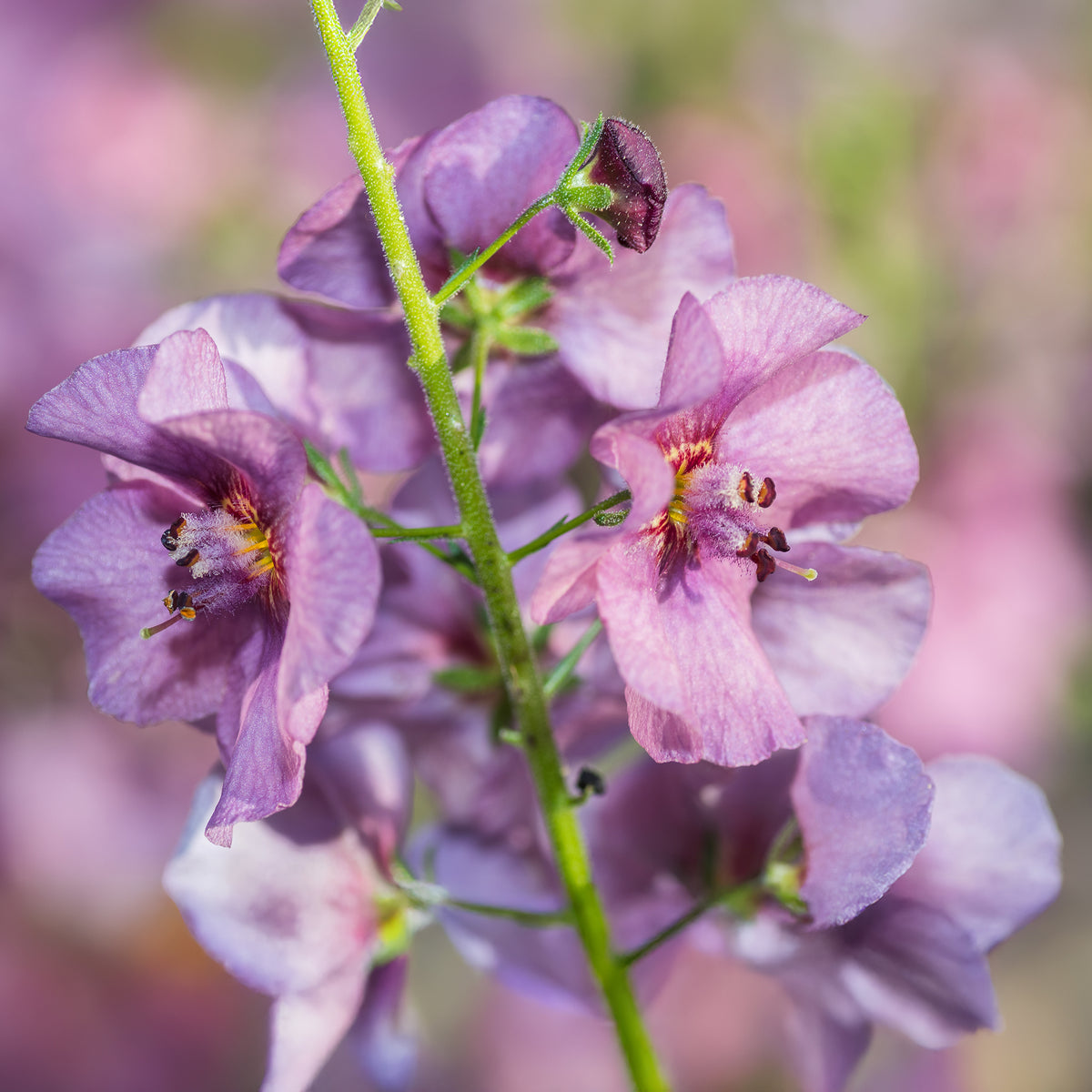 Molène Pink Domino - Verbascum Pink Domino - Willemse
