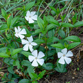 Petite pervenche blanche - Willemse
