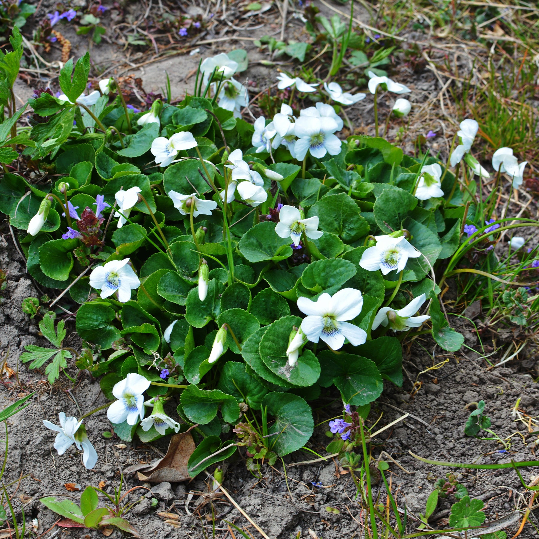 Violette odorante blanche - Viola odorata alba - Willemse