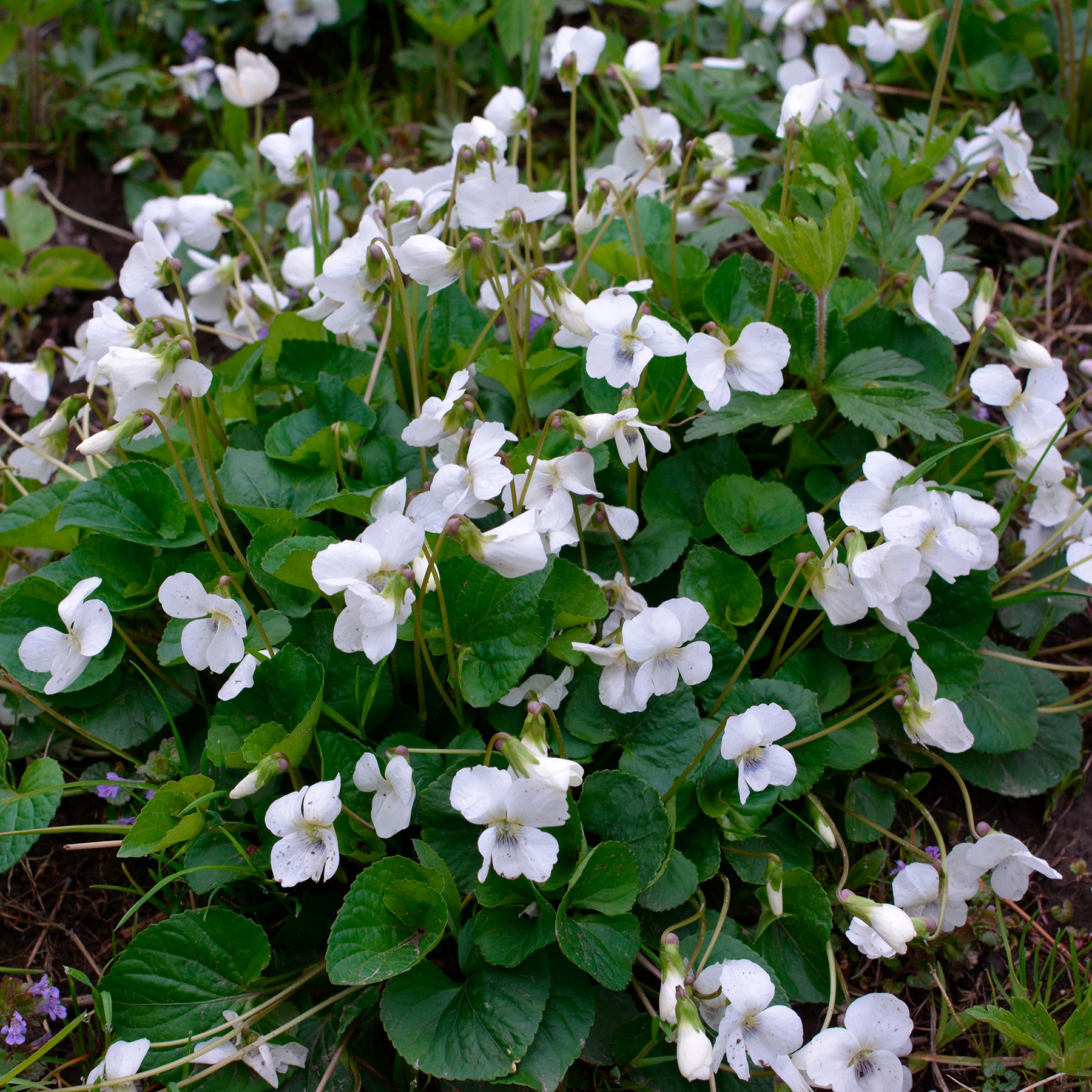 Viola odorata alba - Violette odorante blanche - Violette - Pensée