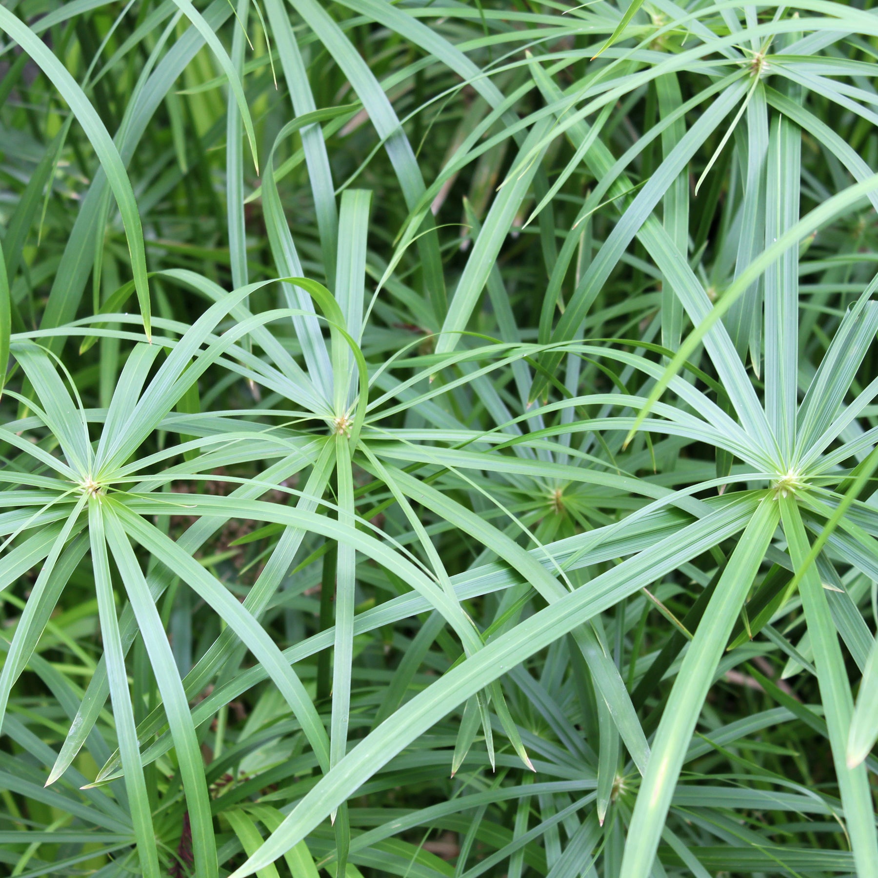 Plantes de berges - Souchet odorant - Cyperus longus