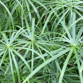 Plantes de berges - Souchet odorant - Cyperus longus