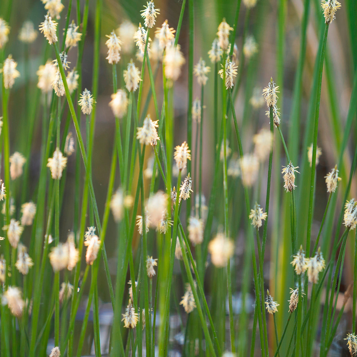 Eleocharis des marais - Eleocharis palustris - Willemse