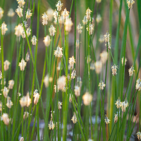 Eleocharis des marais - Eleocharis palustris - Willemse