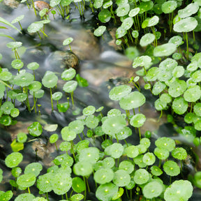 Ecuelle d'eau Herbe aux patagons