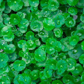 Ecuelle d'eau Herbe aux patagons