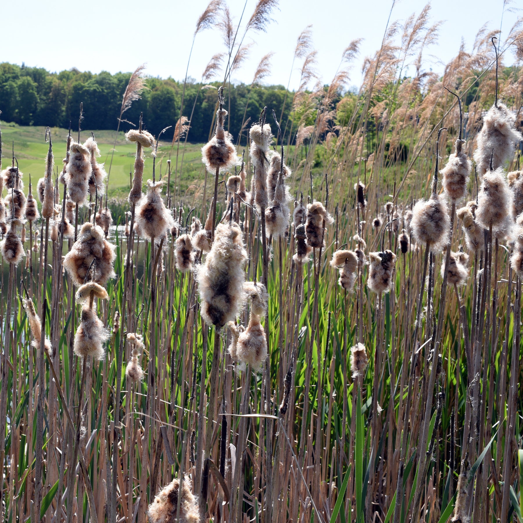 Typha laxmannii - Massette de Laxmann - Plantes de berges