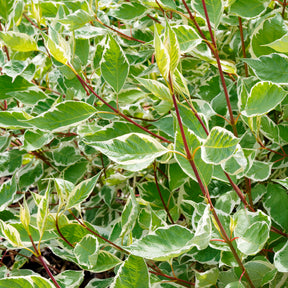 Cornouiller blanc Elegantissima