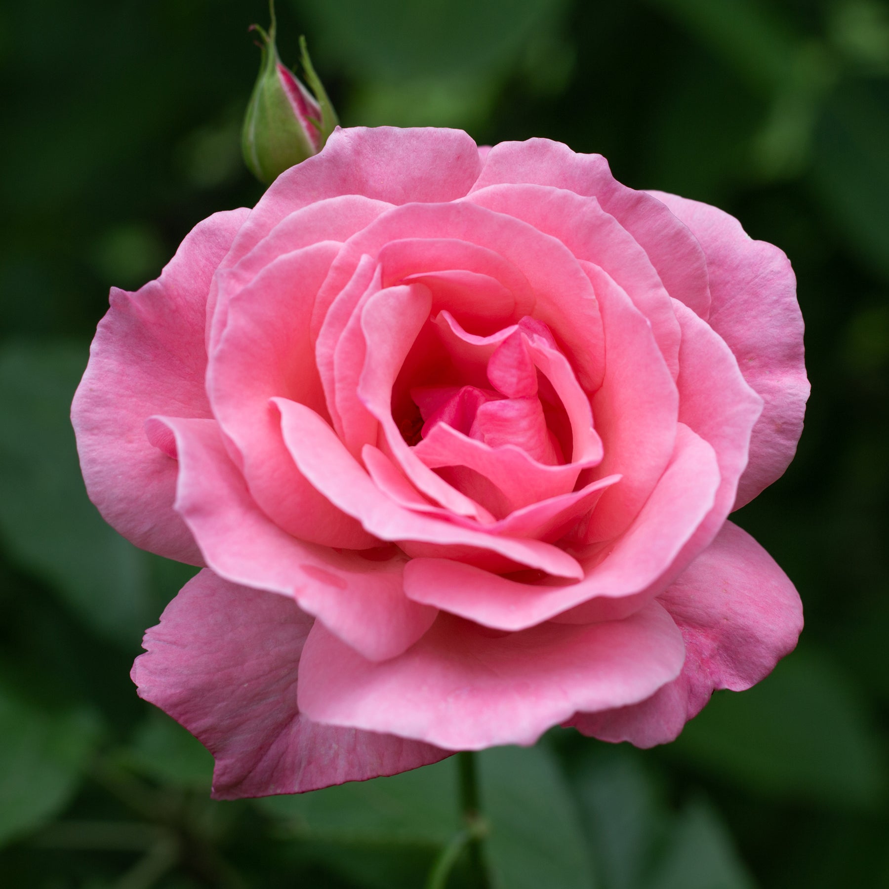 Vente Rosier Queen Elisabeth - Rosa Queen Elisabeth
