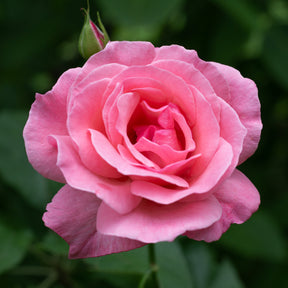 Vente Rosier Queen Elisabeth - Rosa Queen Elisabeth