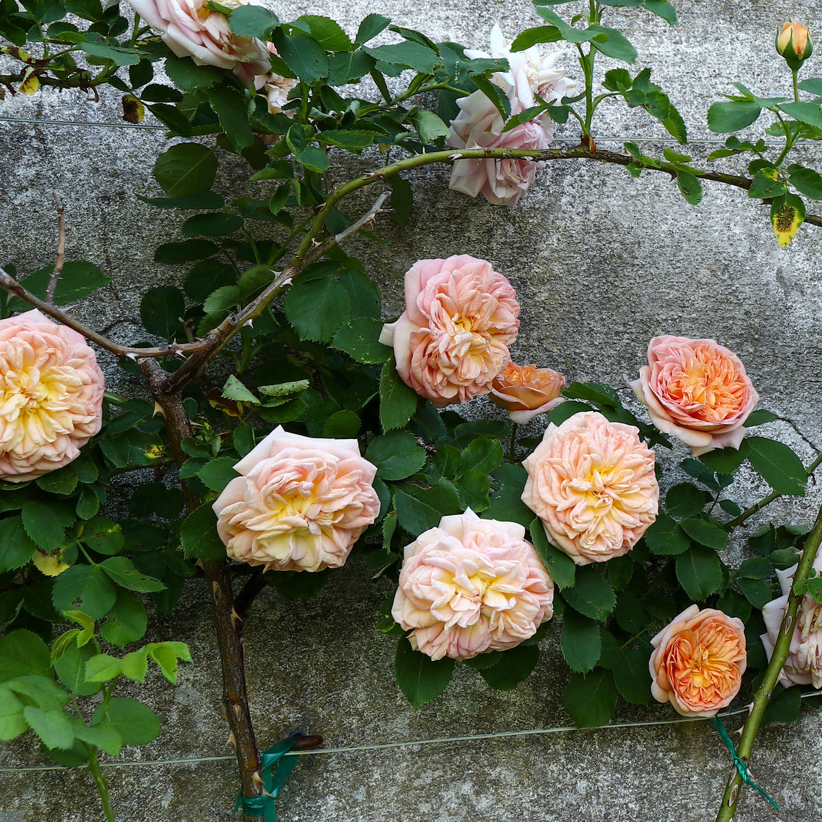 Rosier grimpant Gloire de Dijon - Willemse
