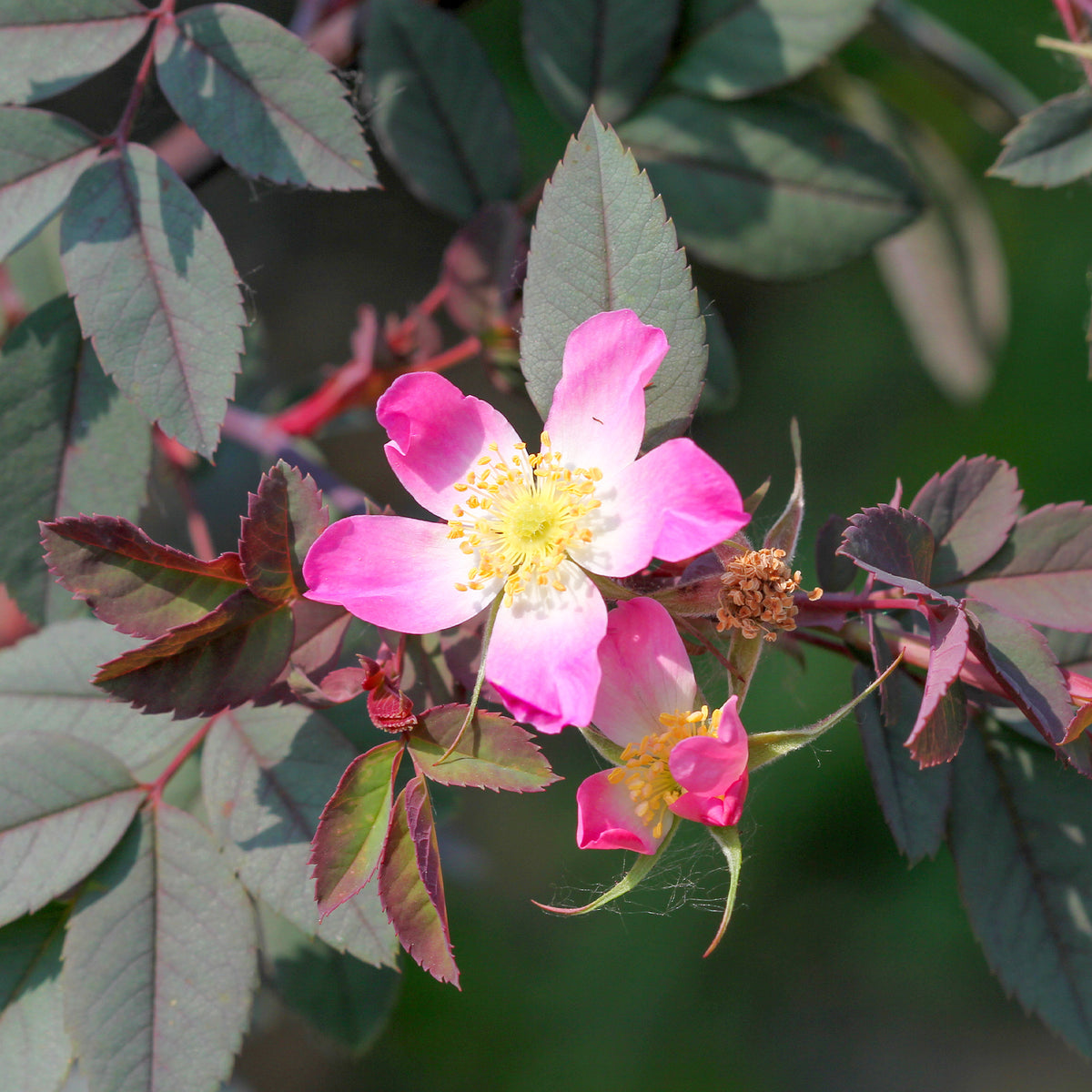Rosier Glauca - Willemse