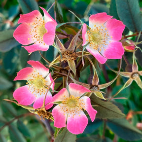 Vente Rosier Glauca - Rosa glauca