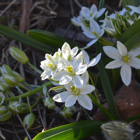 20 Ornithogales - Ornithogalum balansae - Willemse