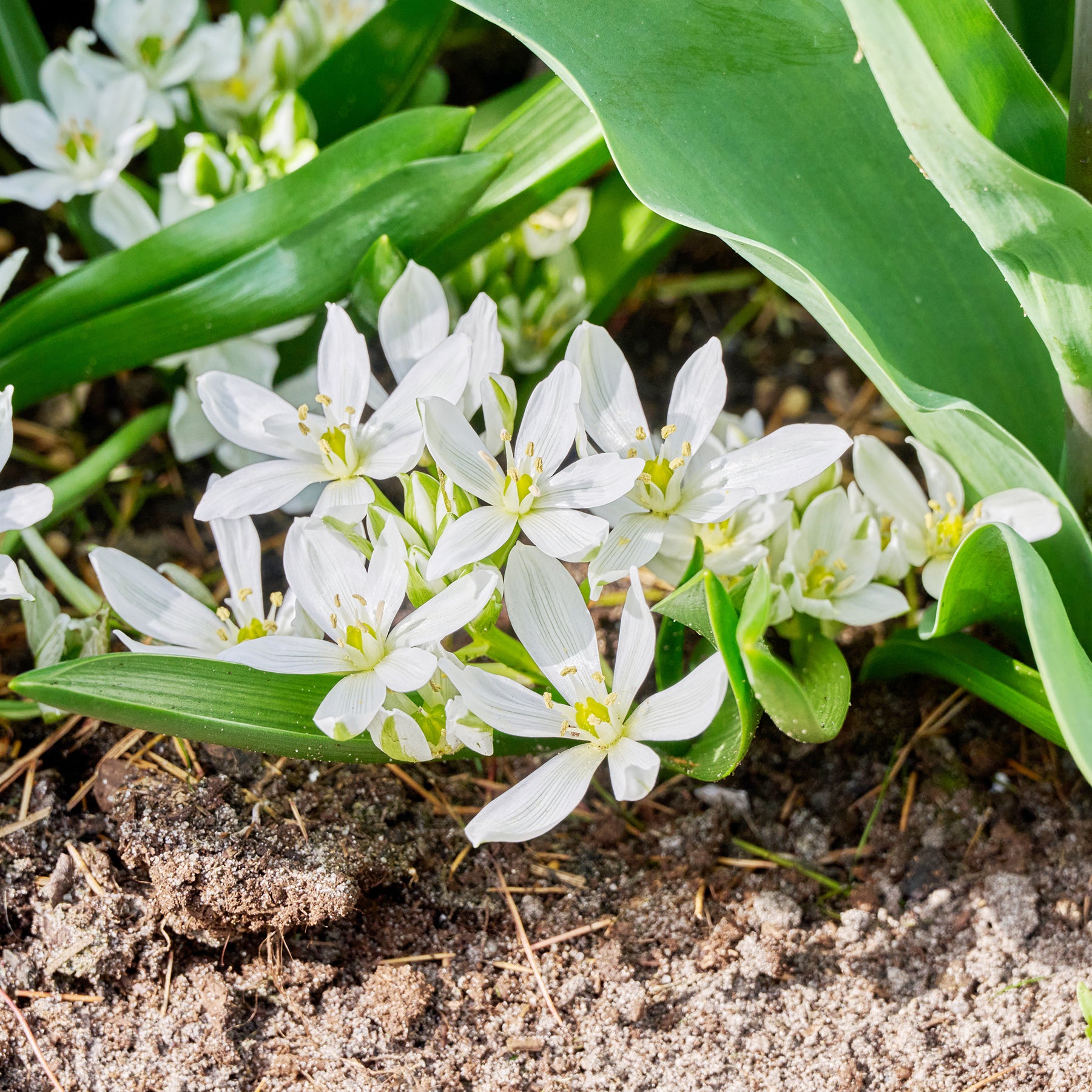 Vente 20 Ornithogales - Ornithogalum balansae