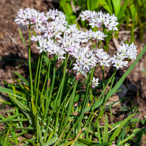 Allium cameleon - 25 Alliums Caméléon - Allium