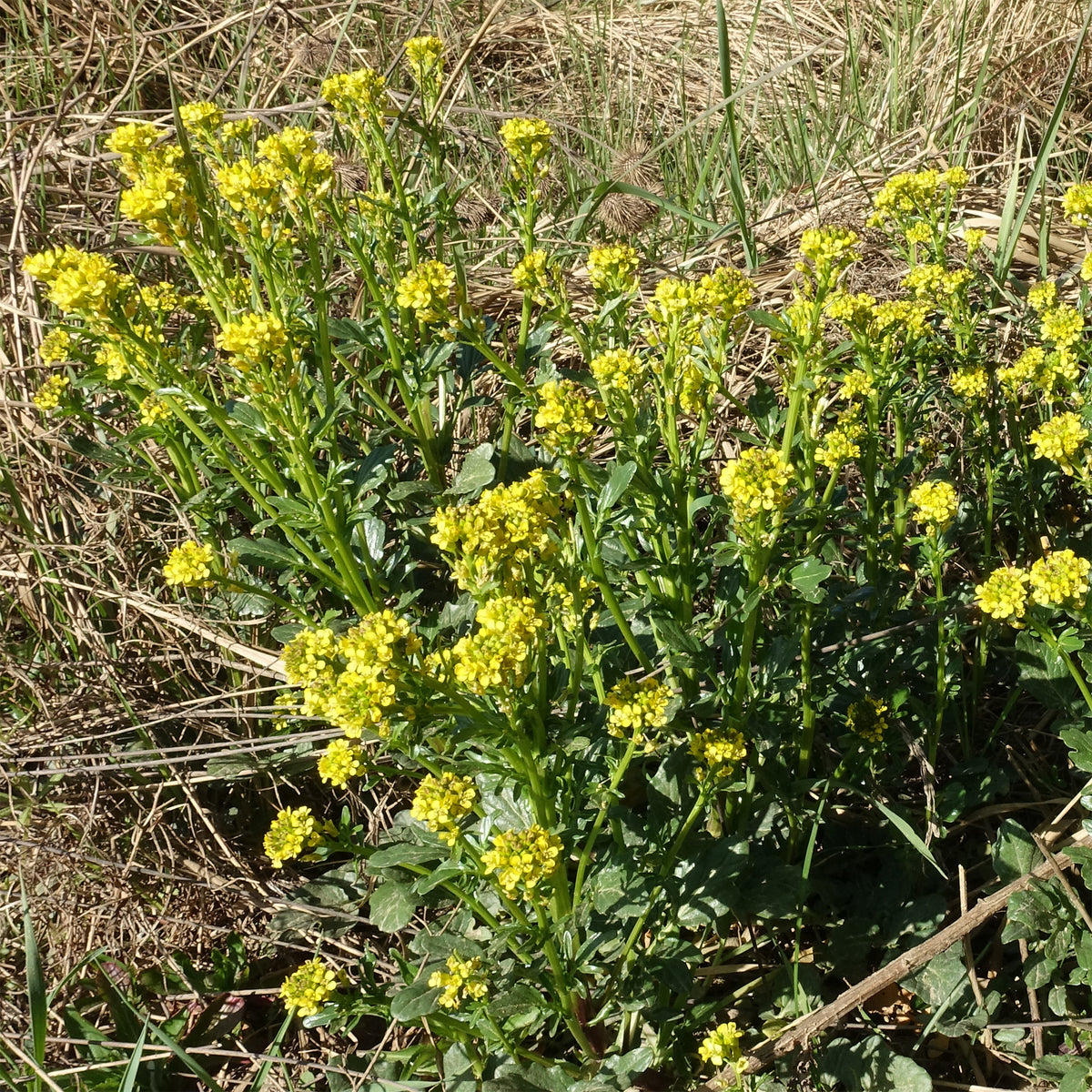 Cresson vivace des Jardins - Barbarea vulgaris - Willemse