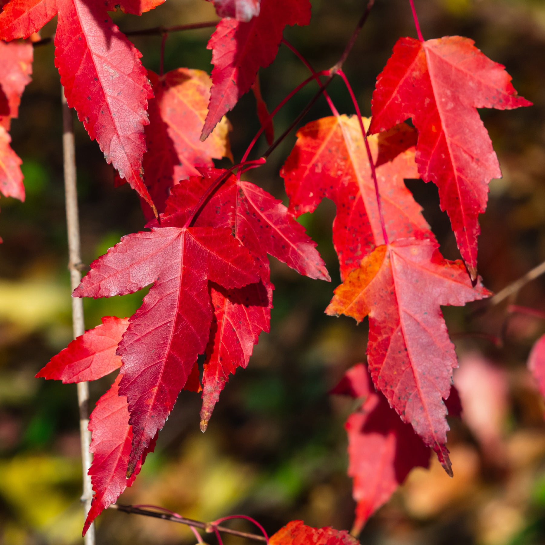Erable - Erable du fleuve Amour - Acer ginnala
