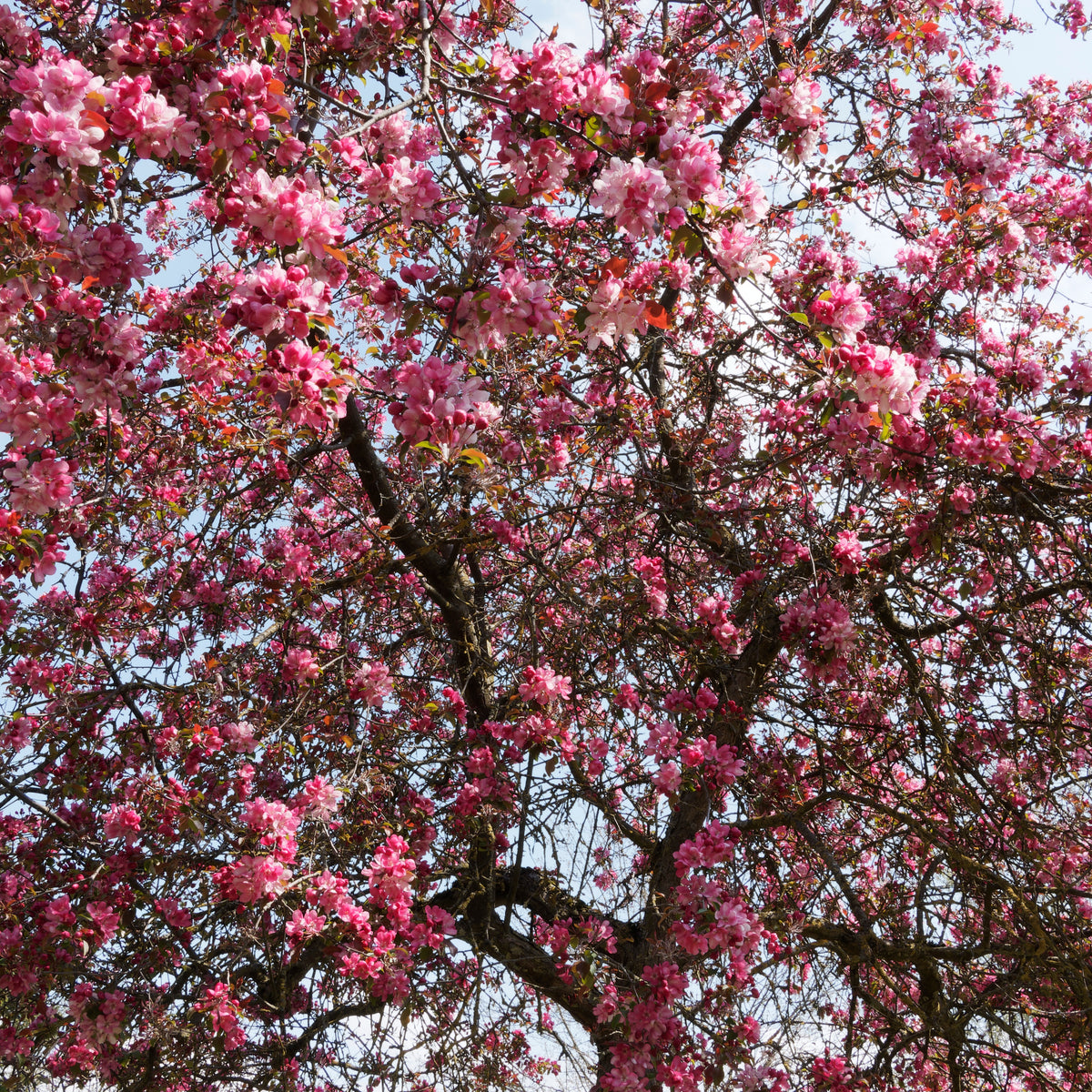 Pommier d'ornement  'Liset' - Malus 'liset' - Plantes