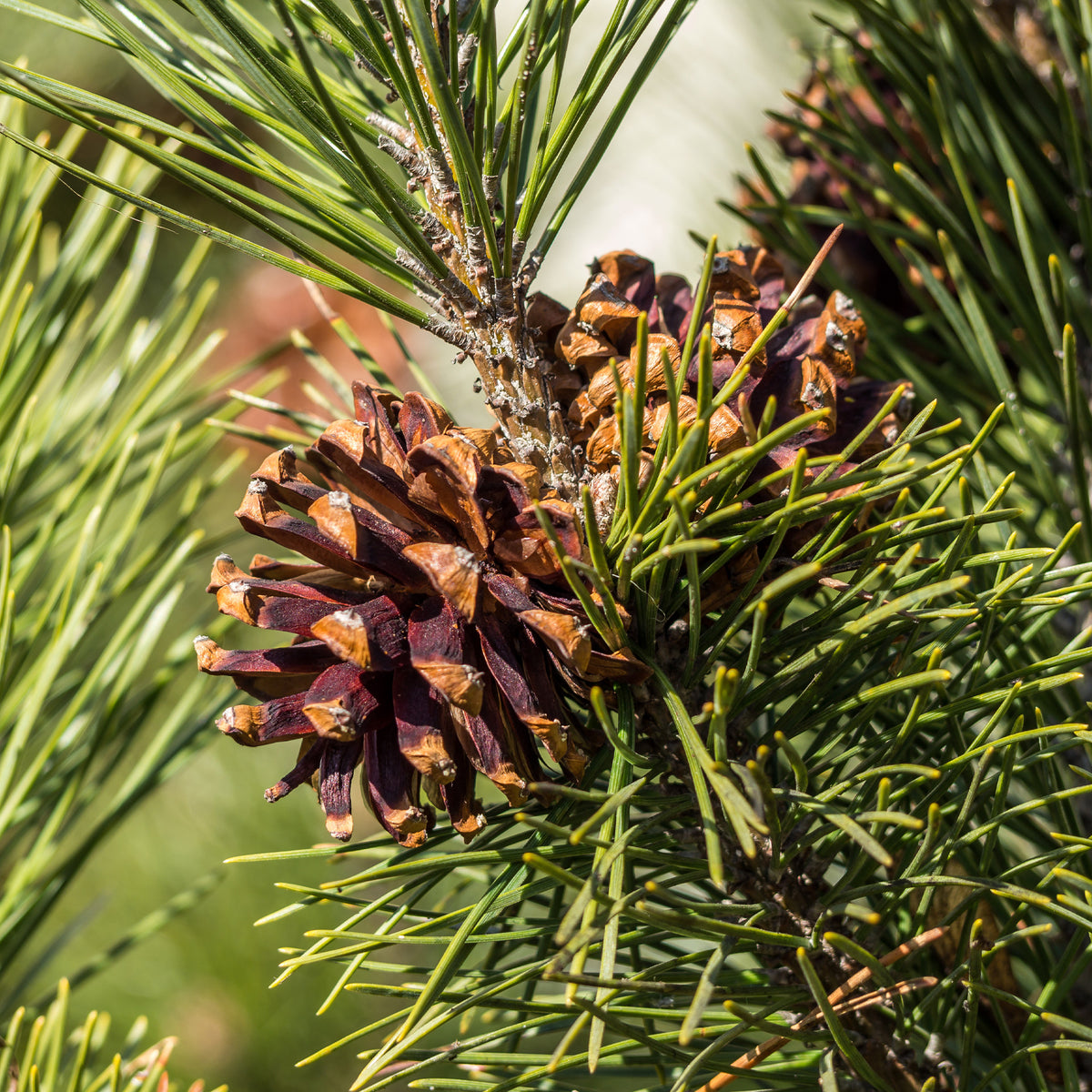 Pin sylvestre - Pinus sylvestris - Willemse