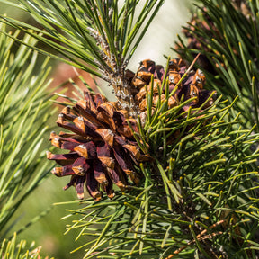 Pin sylvestre - Pinus sylvestris - Willemse