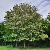 Robinier - Faux-acacia - Willemse