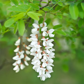 Robinia pseudoacacia - Robinier - Faux-acacia - Acacias
