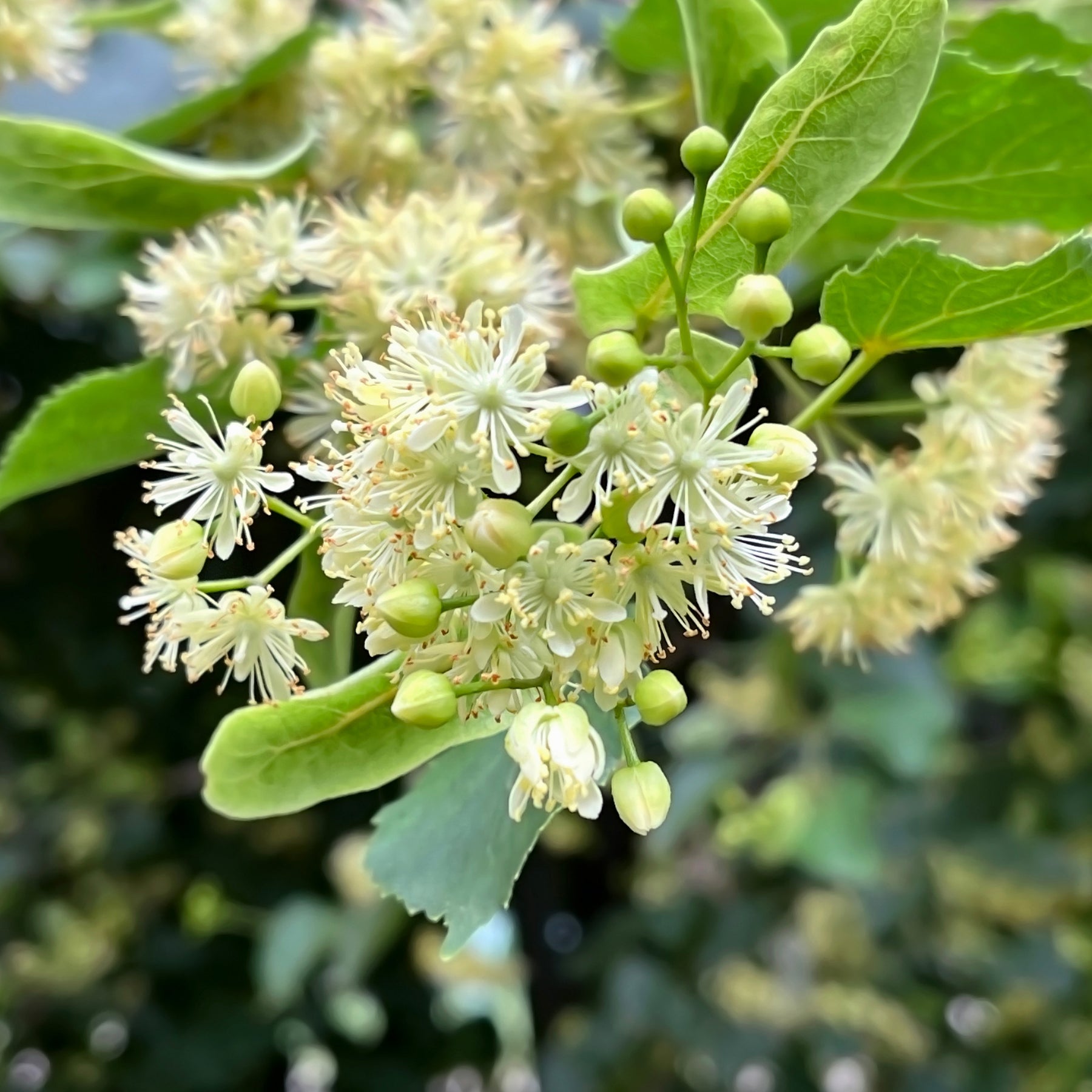Tilleul - Tilleul à petites feuilles - Tilia cordata