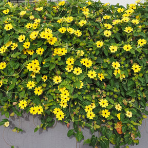 Thunbergia alata Sunny Susy® - Suzanne aux yeux noirs jaune - Grimpantes à fleurs