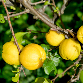 Cognassier du Japon Crimson And Gold - Chaenomeles superba Crimson and Gold - Willemse