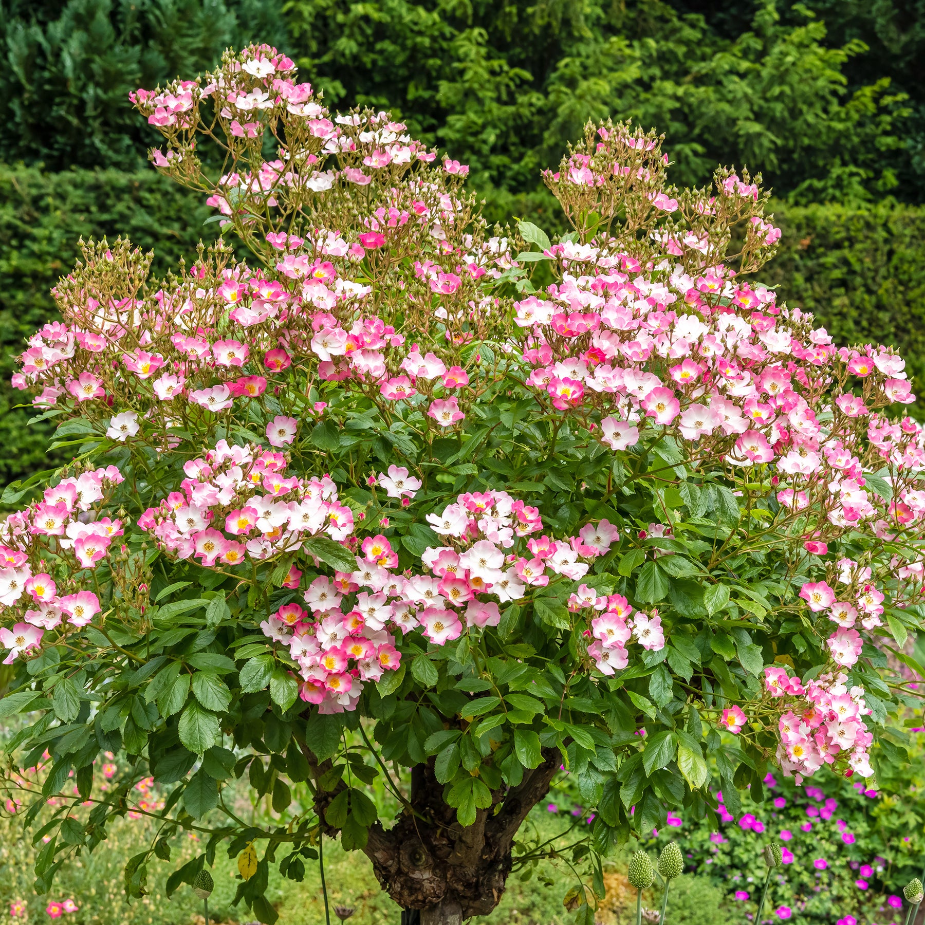 Rosier Ballerina - Willemse