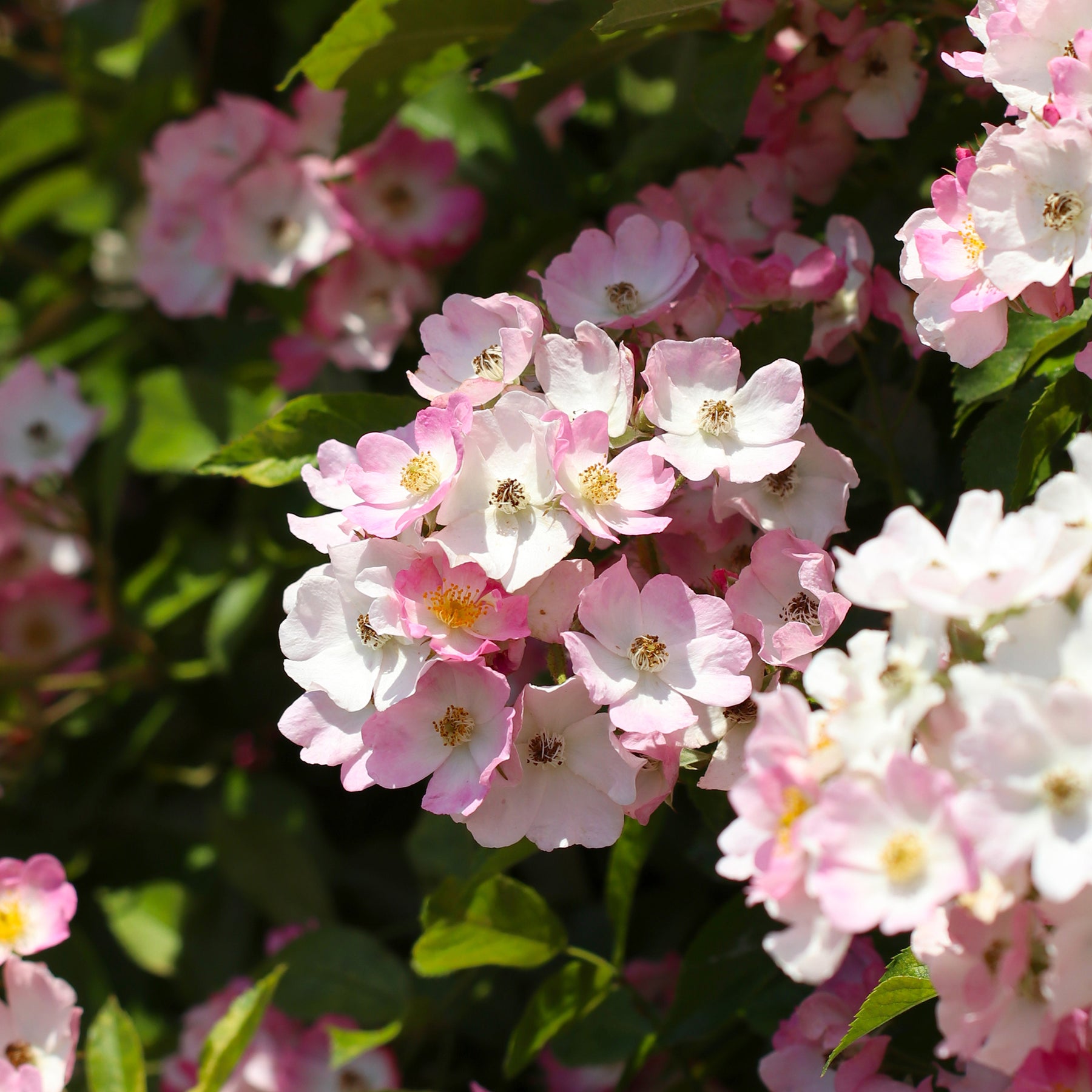 Rosier Ballerina - Rosa ballerina - Willemse
