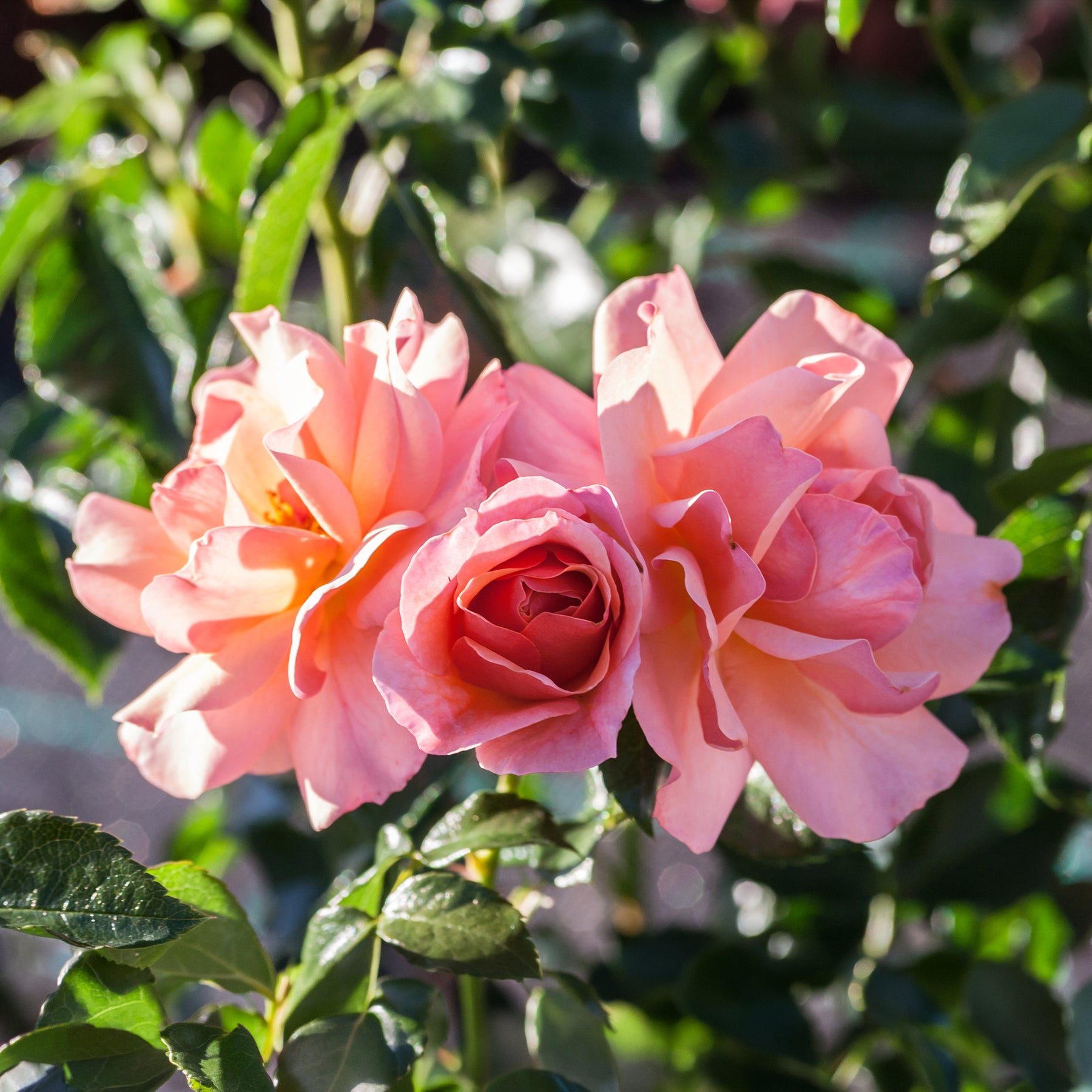 Rosier Aprikola® - Willemse