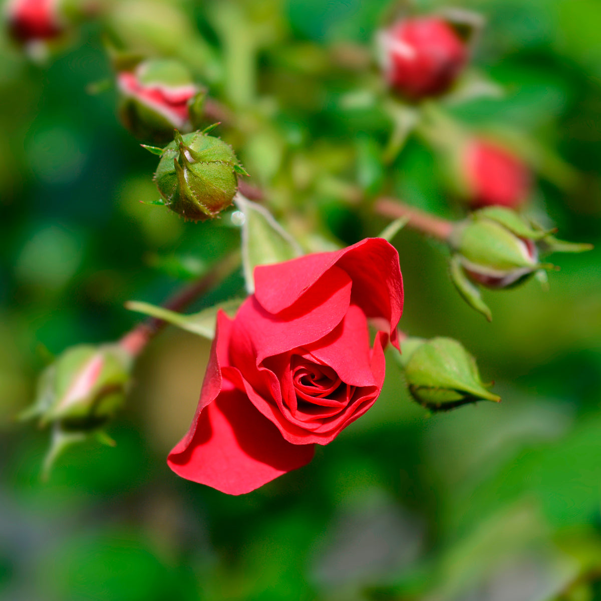 Rosier Toscana® - Rosa Toscana ® - Willemse