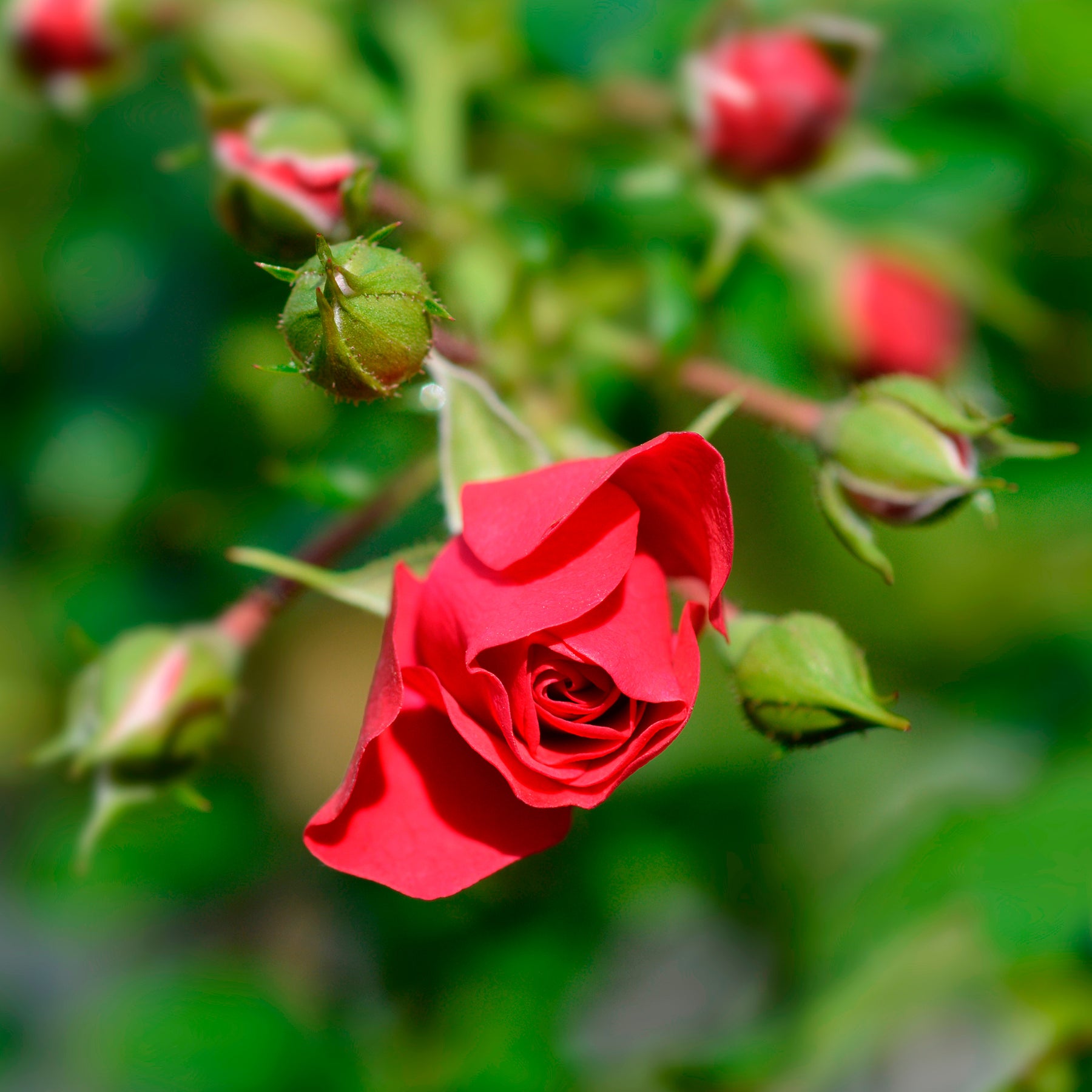 Rosier Toscana® - Rosa Toscana ® - Willemse
