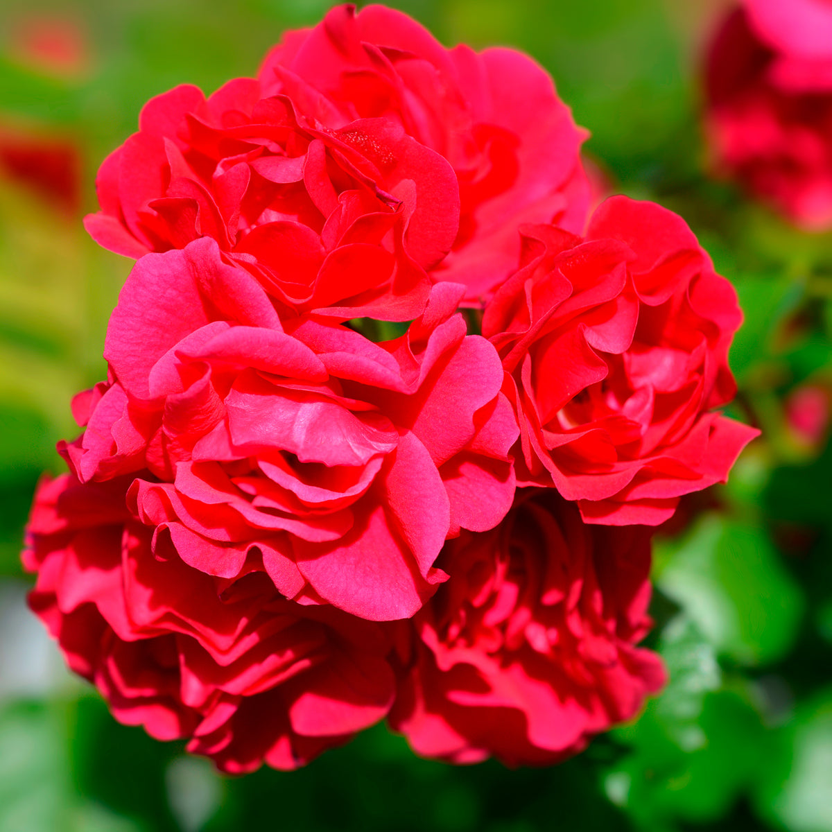 Rosier Toscana® - Willemse