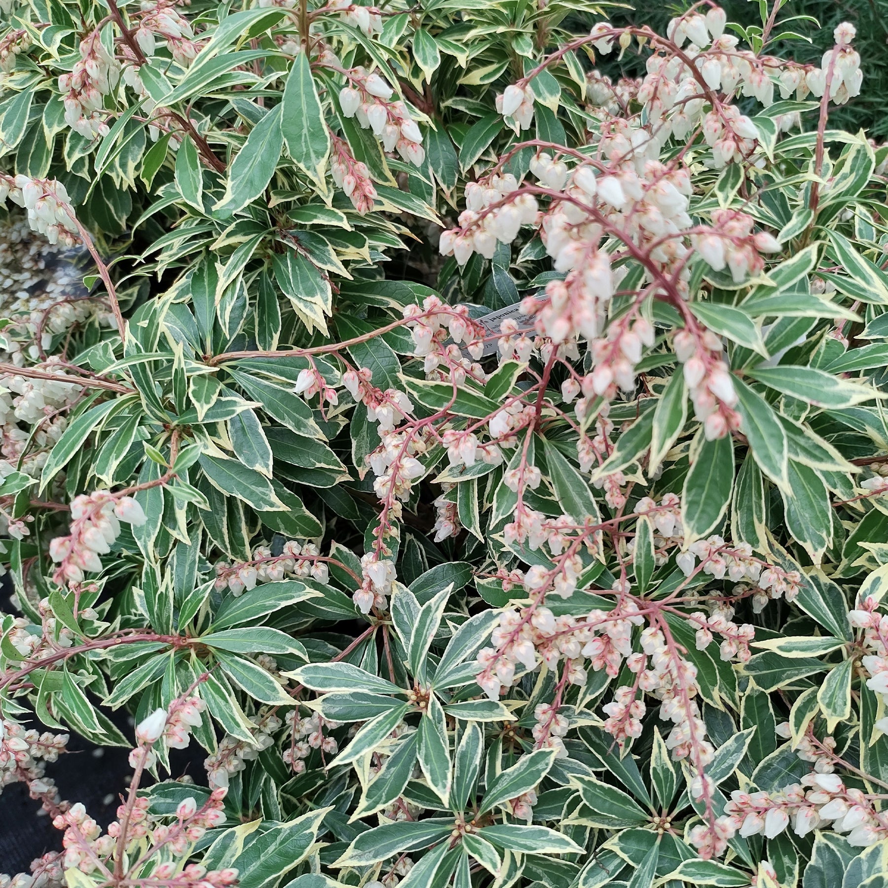Pieris japonica Flaming Silver - Andromède Flaming Silver - Andromède - Pieris